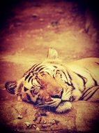 sleeping indian tiger