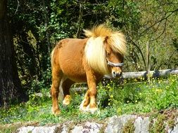 sweet Pony walking by spring flowers