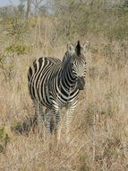 wild striped zebra in South Africa