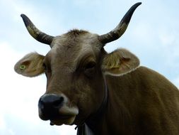 horned milk cow