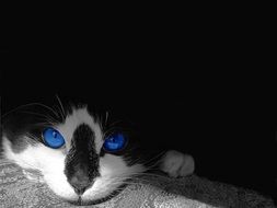 black and white cat with bright blue eyes