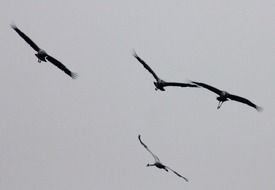 flock of cranes on a background of gray sky