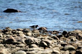 a bird with an orange beak on the rocks by the sea