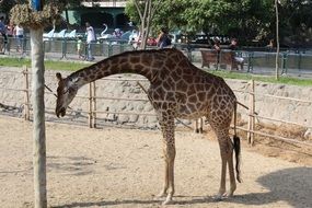 tall giraffe in the zoo