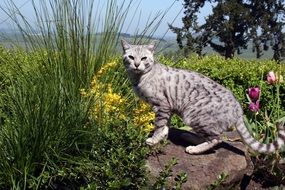 cat on stone in the garden