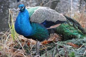 Peacock Bird in nature