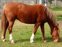 Horse is eating grass