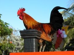 perched rooster