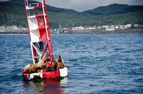 Sea lion on the water