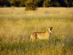 Cheetah stands among grass in Savannah, botswana