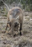 warthog in habitat in south africa