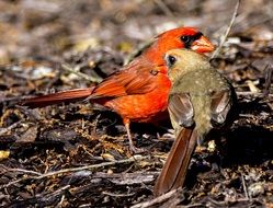 Two cute birds in spring