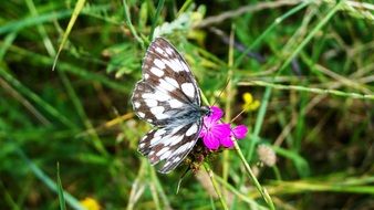 chessboard butterfly on meadow flower