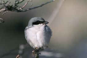 cute fluffy bird on a branch in the animal world