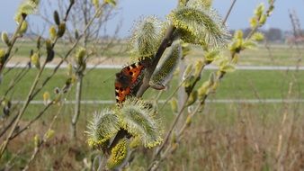 handsome Butterfly Spring