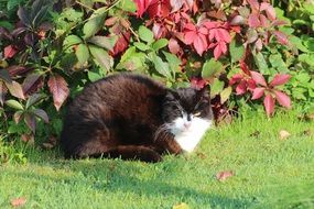 black white cat by the bush in the garden