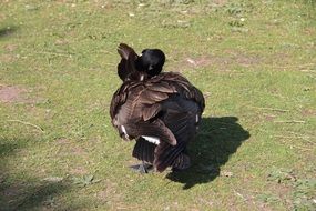 dark brown duck