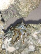 cancer on the stone