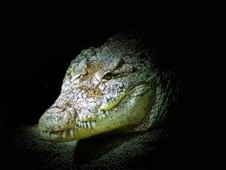 portrait of a crocodile
