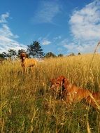 beagles dogs walk on the autumn field