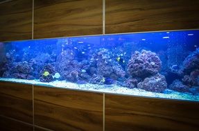 large aquarium