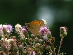 wild colorful butterfly on the thistle flowers