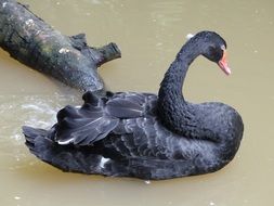 handsome Black Swan Bird