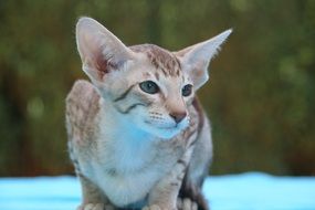 kitten with big ears on a blue bedspread