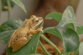 yellow frog on green plant close up