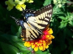 scarce swallowtail on the yellow flower