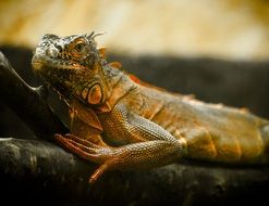 Lizard on the tree in the terrarium