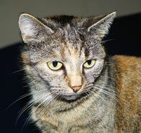 domestic cat with expressive eyes close up