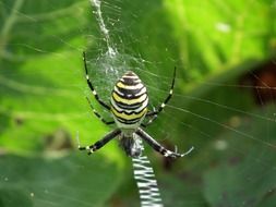 colorful spider on a web