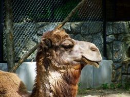 charming Camel Portrait