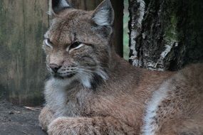 Canadian Lynx Cat close-up on blurred background