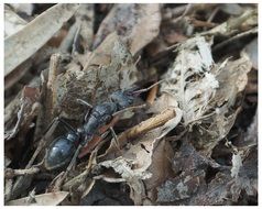 myrmecia is a dangerous insect in Australia