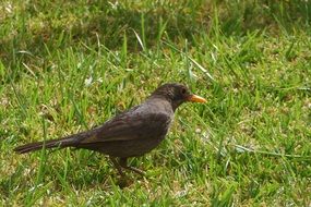 Picture of the bird on a grass