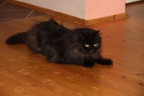 black fluffy cat lying on the floor