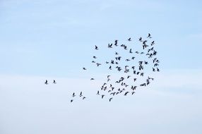 a flock of birds in the blue sky