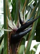 Caudata Blossom