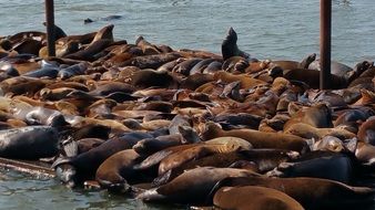Sealions, Astoria Oregon