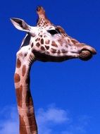 long neck of the giraffe is its main feature