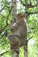 Monkey Animal in park
