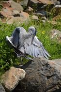 gray heron cleans feathers in a zoo in Holland