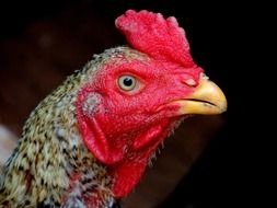 profile portrait of a hen