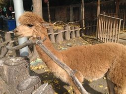 Alpaca Animal