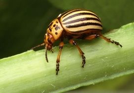 decemlineata on potatoes in Colorado