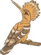 Bird Hoopoe drawing