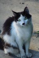 black and white cat sitting on the street