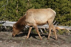 Elk Animal Mammal